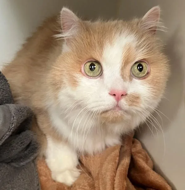 A senior medium-sized male Domestic Long Hair cat named Sandy for adoption in Staten Island, NY