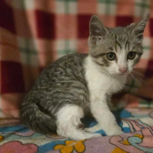 A baby small-sized male Domestic Short Hair cat named His Royal Highness Little for adoption in Tipp City, OH