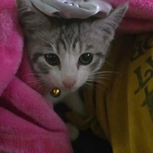 His Royal Highness Little thumbnail 4