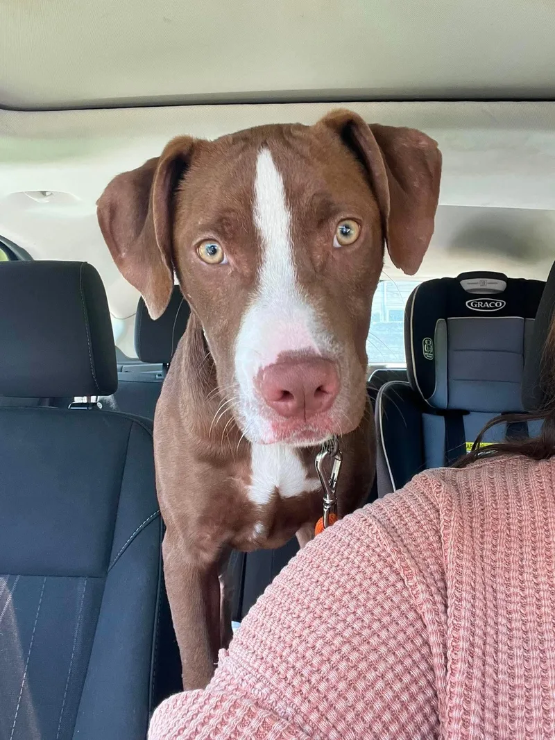 A baby medium-sized male Mixed Breed dog named Joker for adoption in Highland, NY