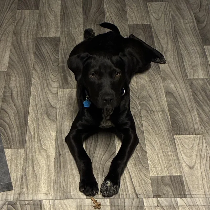 A young medium-sized male Retriever dog named Humphrey for adoption in Medford, NY