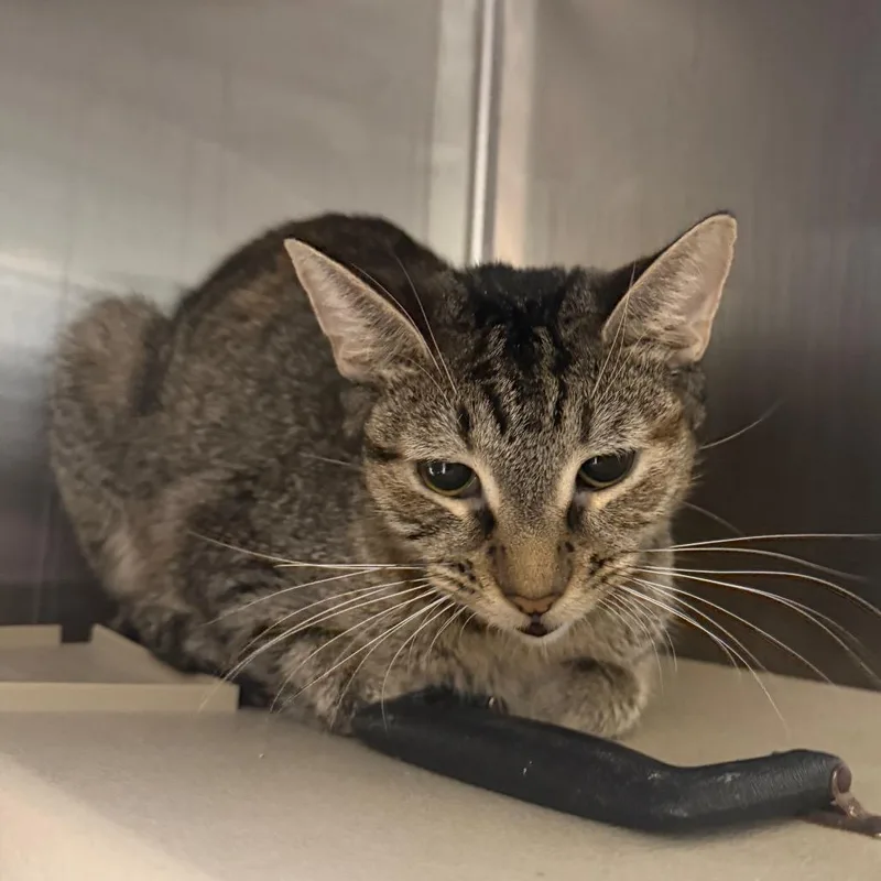 An adult medium-sized female Brown / Chocolate Domestic Short Hair cat named Beatrix for adoption in East Smithfield , PA