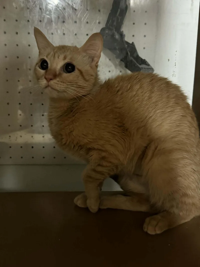 An adult medium-sized female Domestic Short Hair cat named Molly for adoption in Wasilla, AK