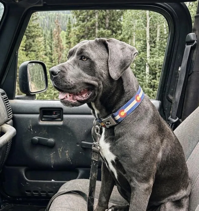 An adult large-sized female Cane Corso dog named Nani for adoption in Elizabeth, CO