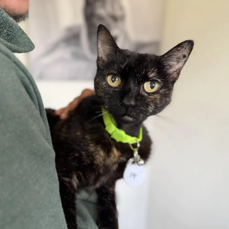 A senior medium-sized female Tortoiseshell Domestic Short Hair cat named Angelina for adoption in Ramona, CA
