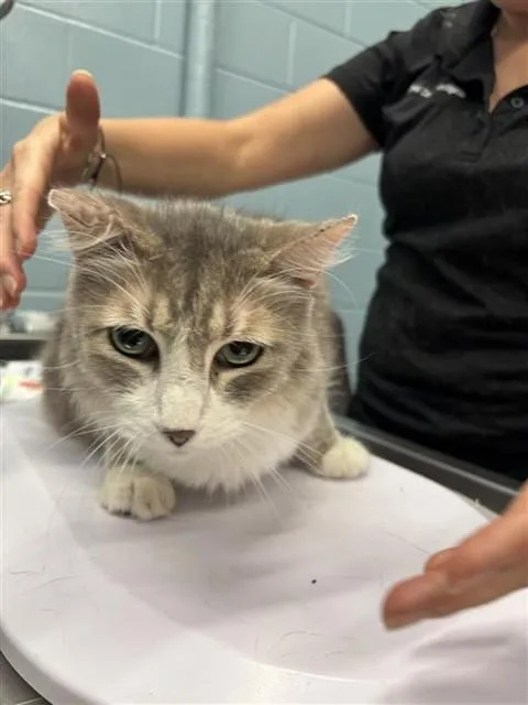A senior medium-sized male Domestic Short Hair cat named Mighty Mouse for adoption in Corpus Christi, TX