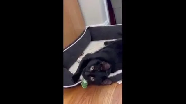 Winthrop thumbnail 4