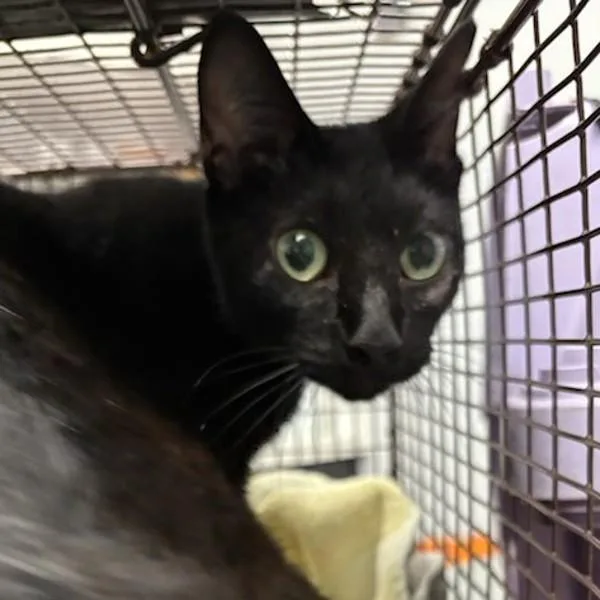 An adult small-sized female Domestic Short Hair cat named Rio for adoption in Des Moines, IA