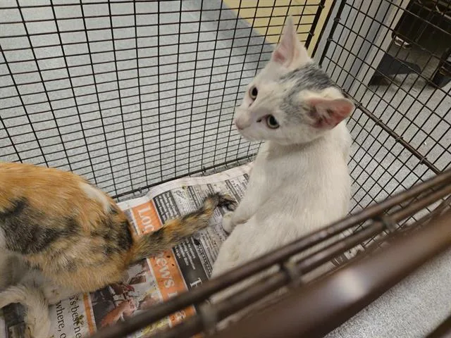 A baby small-sized male Domestic Short Hair cat named Christopher for adoption in Tustin, CA