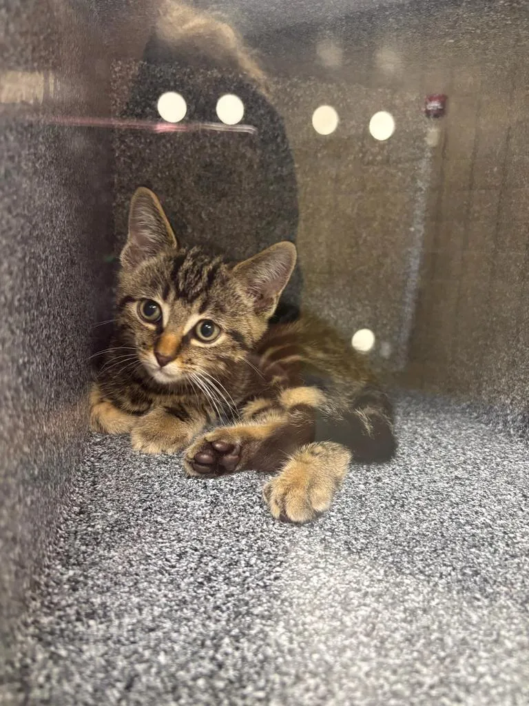 A baby large-sized male Domestic Short Hair cat named Tucker for adoption in Greenfield, IN