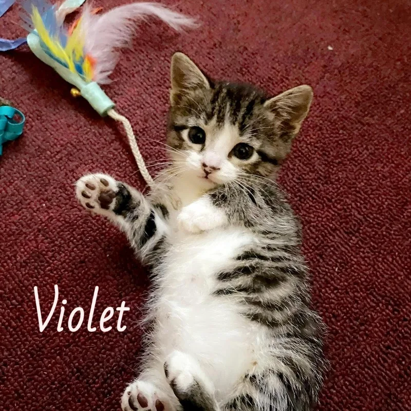 A baby small-sized female Tabby (Brown / Chocolate) Domestic Short Hair cat named Violet for adoption in Pardeeville, WI
