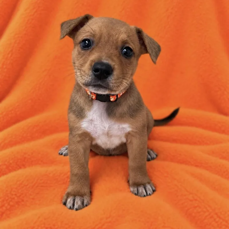 A baby medium-sized female Brown / Chocolate Cattle Dog dog named Adria for adoption in St. Peters, MO