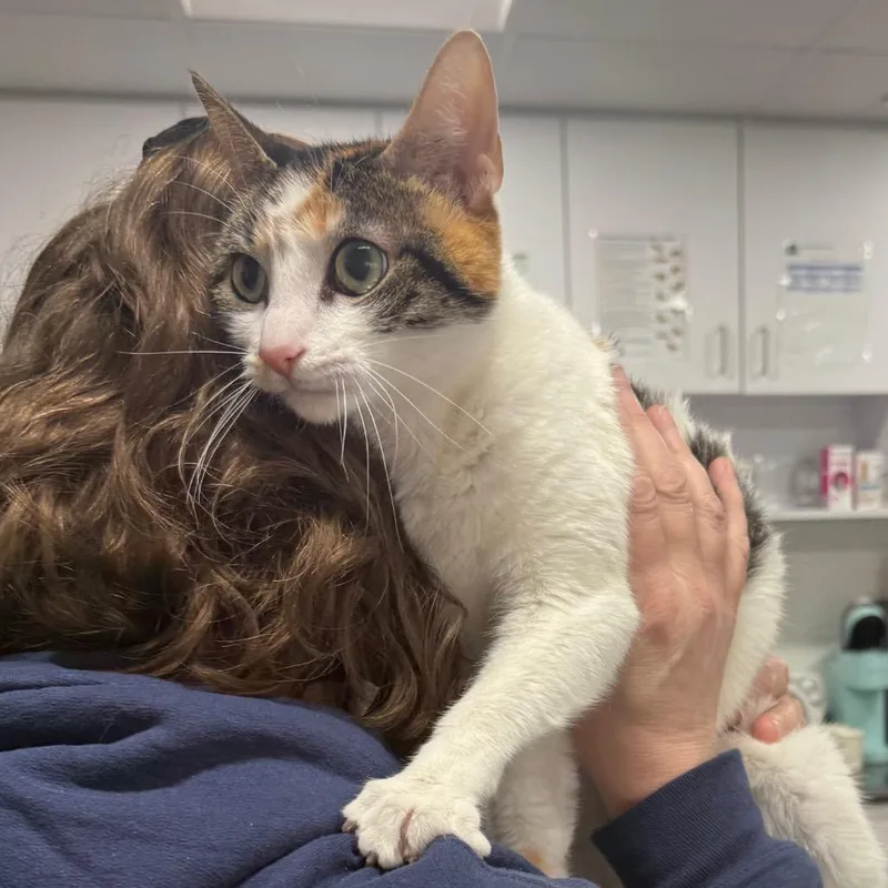 A young medium-sized female Calico Domestic Short Hair cat named Kaly for adoption in Newark, NJ