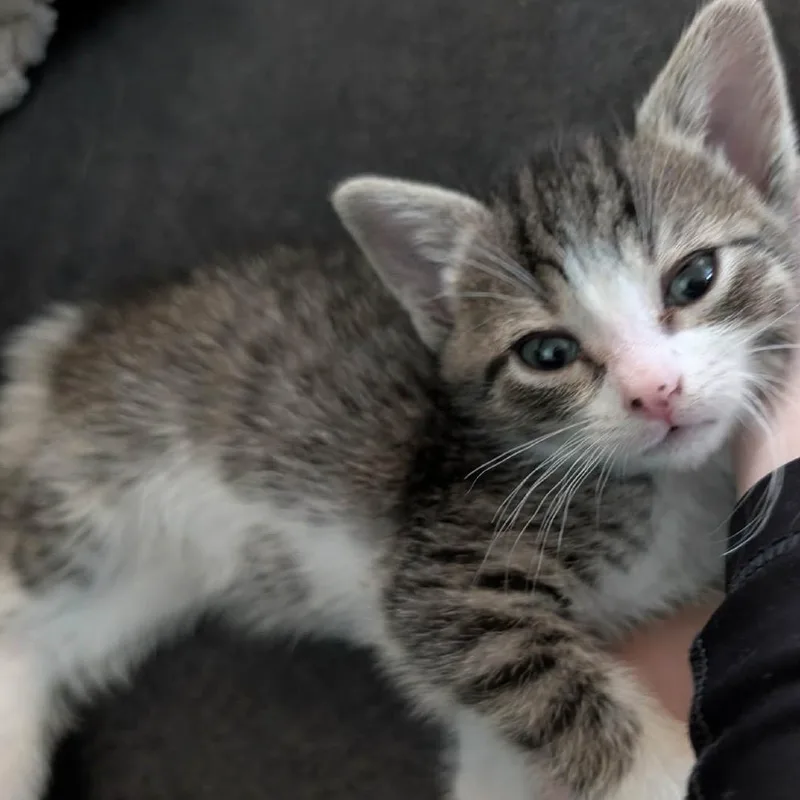A baby medium-sized female Tabby (Brown / Chocolate) Domestic Short Hair cat named Olives for adoption in Toledo, OH