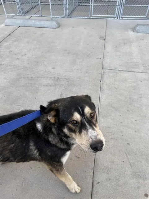 An adult medium-sized male German Shepherd Dog dog named Winston for adoption in Bakersfield, CA