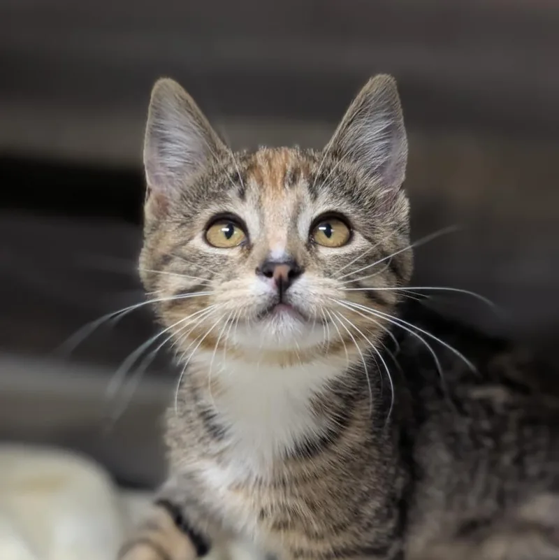 A baby medium-sized female Domestic Short Hair cat named Annie Alpaca for adoption in Shoreline, WA