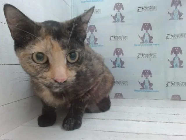 A young small-sized female Domestic Short Hair cat named Cordelia for adoption in Orlando, FL