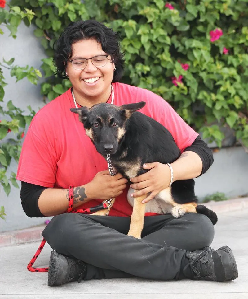 A baby large-sized female Black German Shepherd Dog dog named Sasha von Schlitz for adoption in Los Angeles, CA