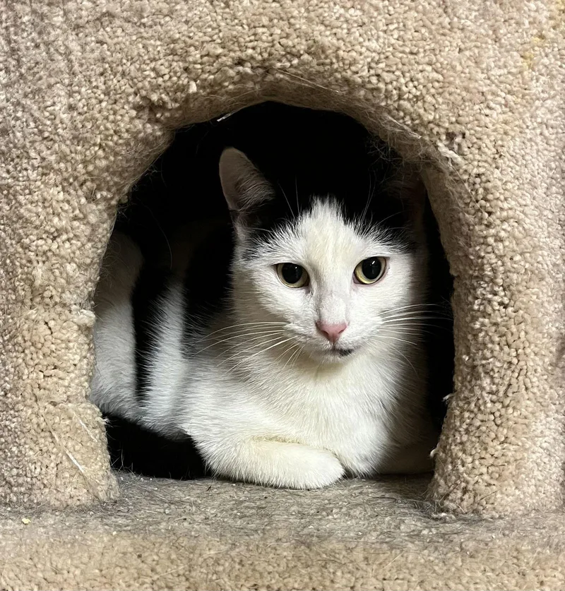 A young medium-sized male Black & White / Tuxedo Domestic Short Hair cat named Bert for adoption in Trexlertown, PA