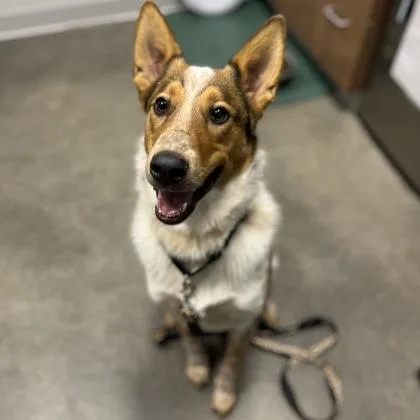 A young medium-sized male Mixed Breed dog named Leo for adoption in Janesville, WI