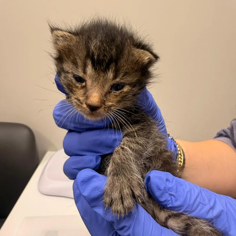 A baby small-sized female Gray / Blue / Silver Domestic Short Hair cat named Popcorn for adoption in Chattanooga, TN