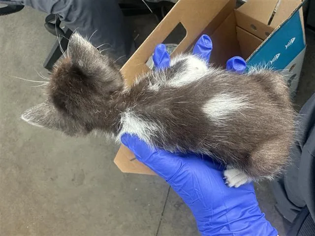 A baby medium-sized male Domestic Short Hair cat named Clue for adoption in Dallas, TX