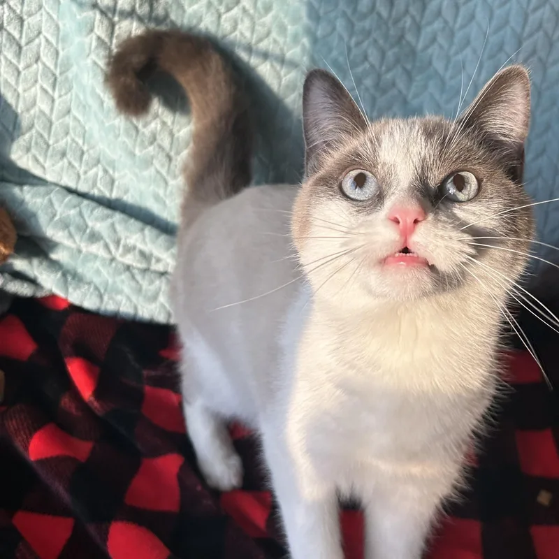 Chardonnay thumbnail 3