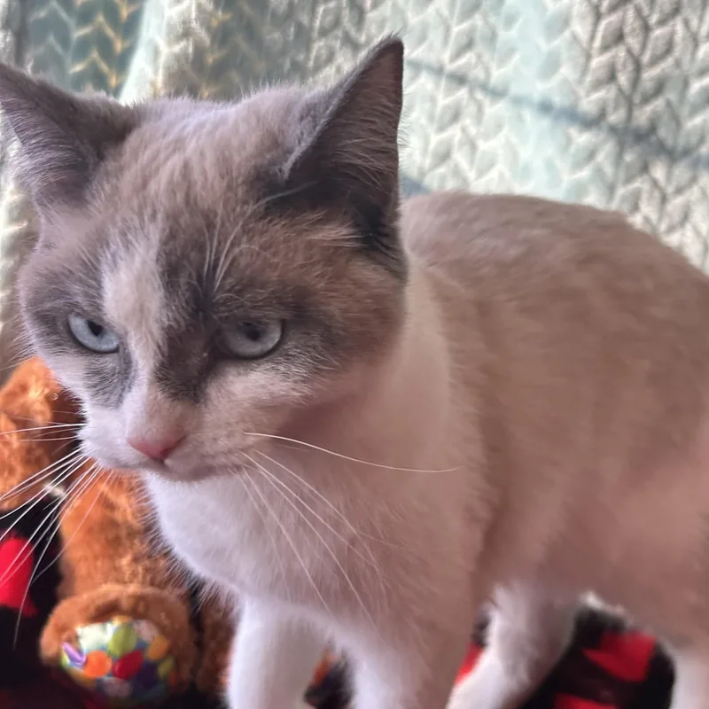 Chardonnay thumbnail 4