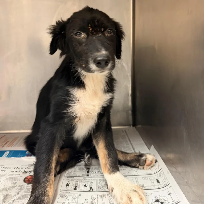 A baby small-sized male Black Shepherd dog named Mr. Pibb for adoption in Edinburg, TX