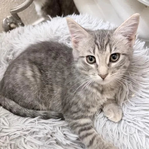 A baby small-sized female Gray / Blue / Silver Domestic Short Hair cat named Lilac for adoption in Prosper, TX
