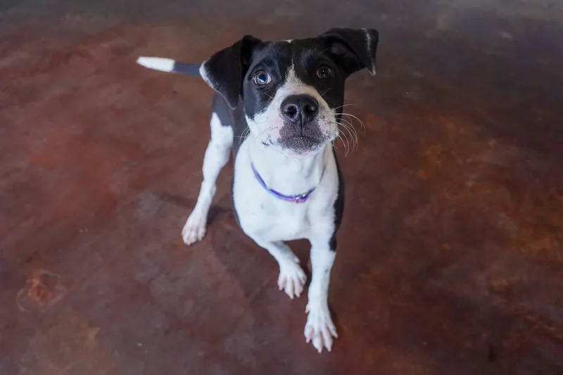 A young medium-sized female Bicolor Labrador Retriever dog named Marmalade for adoption in San Antonio, TX