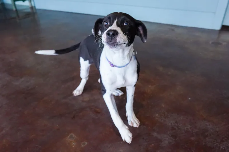 Marmalade thumbnail 2