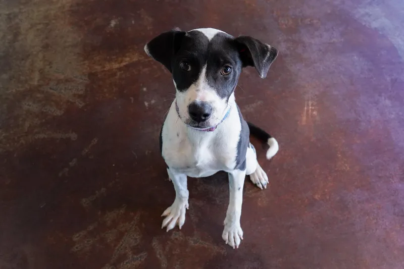 Marmalade thumbnail 3