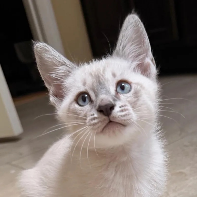 A baby small-sized male Cream / Ivory Siamese cat named Captain Kirk Allenca for adoption in Tallahassee, FL