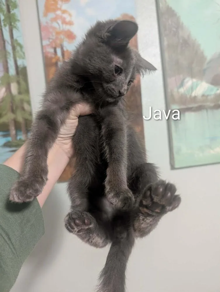 A baby small-sized male Gray / Blue / Silver Domestic Short Hair cat named Java for adoption in Metamora, IL