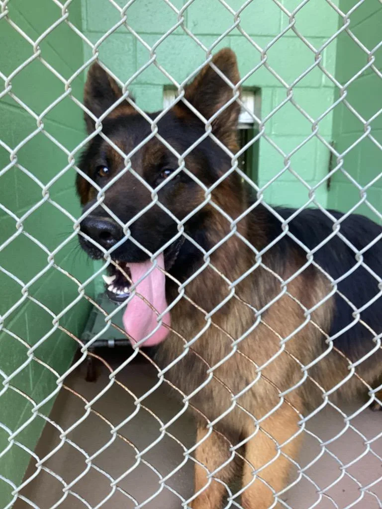 An adult large-sized male German Shepherd Dog dog named Kilo for adoption in Nacogdoches, TX