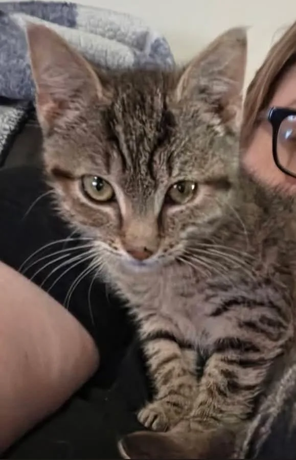 A baby medium-sized female Domestic Short Hair cat named Meadow for adoption in York, PA