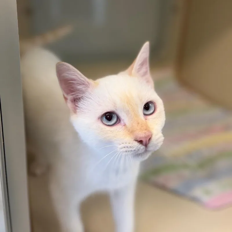 A baby small-sized male Domestic Short Hair cat named Phoenix for adoption in Tulsa, OK