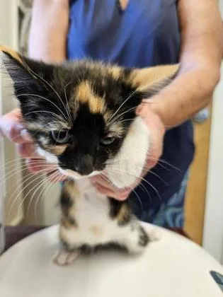 A baby small-sized female Domestic Short Hair cat named Saria for adoption in Port Saint Joe, FL