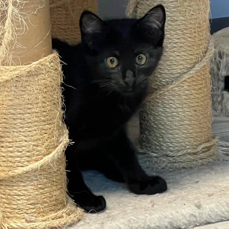 A baby small-sized male Black Domestic Short Hair cat named Finn for adoption in Granville, OH