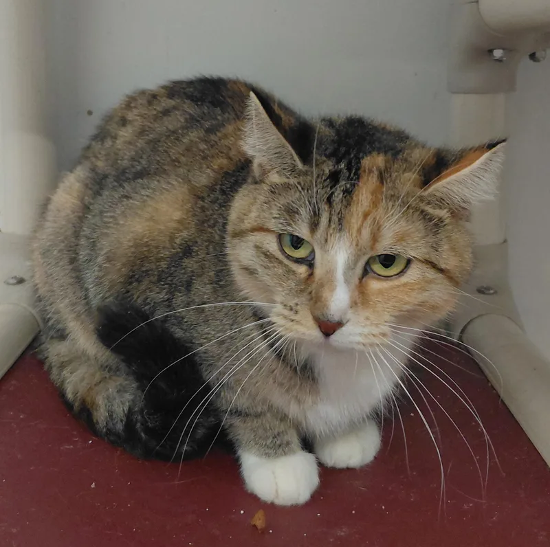 An adult medium-sized female Domestic Short Hair cat named Working catSophia for adoption in Billings, MT