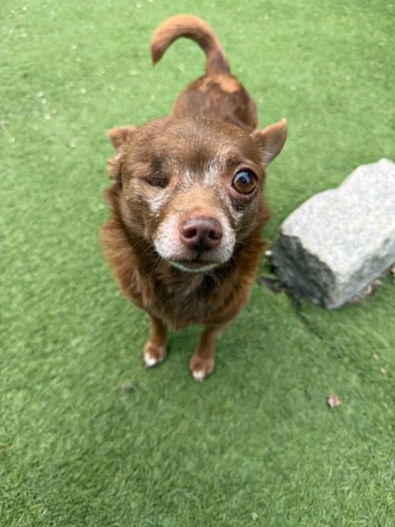 A senior small-sized male Chihuahua dog named Buster for adoption in Groton, CT