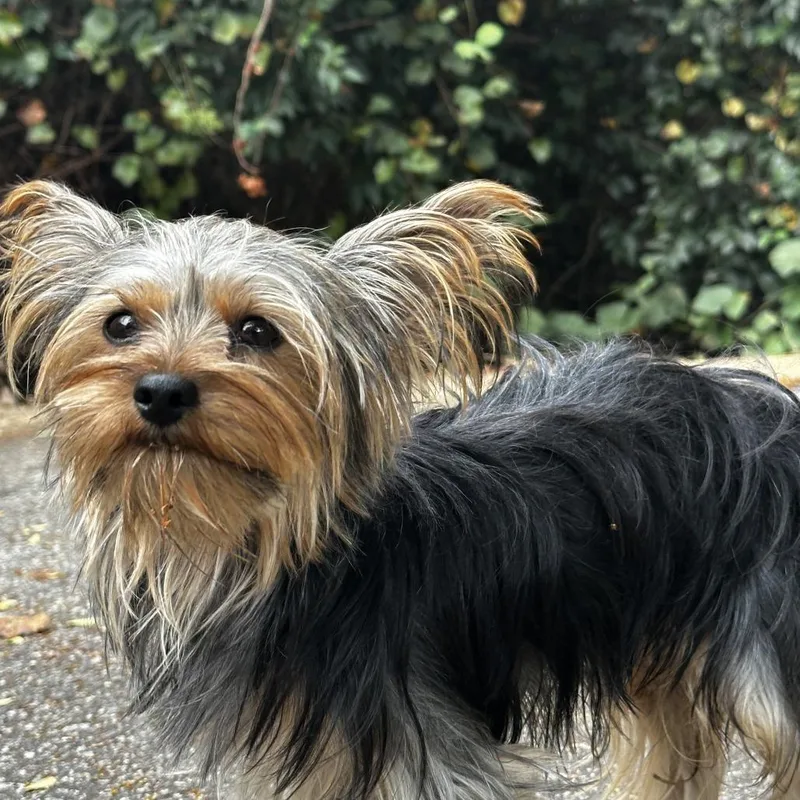 An adult small-sized male Black Mixed Breed dog named StrayRosemaryLaneLuckieStreet for adoption in Columbus, GA