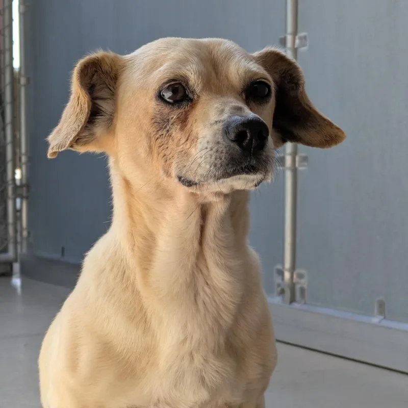 A senior small-sized male Chihuahua dog named Pip for adoption in Santa Barbara, CA
