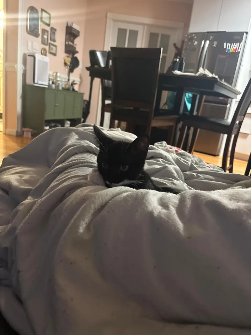 A young medium-sized female Black & White / Tuxedo Domestic Short Hair cat named Alice for adoption in miami, FL