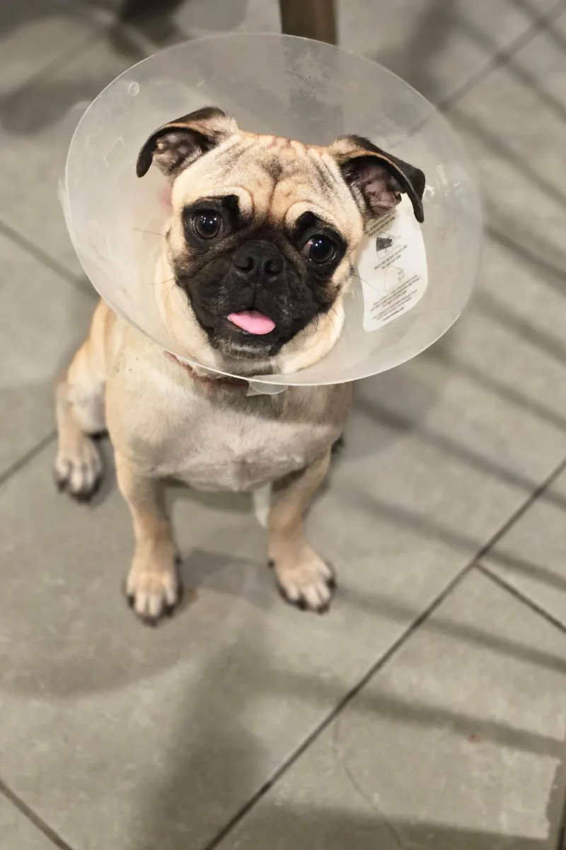 A baby small-sized female Yellow / Tan / Blond / Fawn Pug dog named Lucy for adoption in Seattle, WA