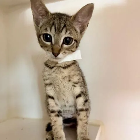 A baby small-sized female Brown / Chocolate Domestic Short Hair cat named Brandy for adoption in Phoenix, AZ