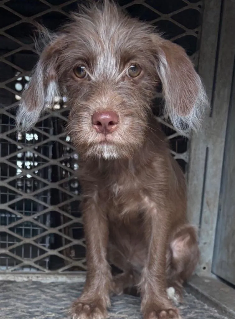 A baby small-sized female Wirehaired Terrier dog named Lexus for adoption in West Bloomfield, MI