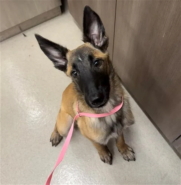 A young small-sized female Belgian Shepherd / Malinois dog named Clara for adoption in Baytown, TX