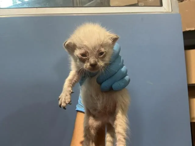 A baby small-sized female Domestic Short Hair cat named Rae for adoption in San Bernardino, CA